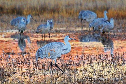 Sunrise Walk_73898.jpg - Sandhill Cranes (Grus canadensis) photographed in the Bosque del Apache National Wildlife Refuge near San Antonio, New Mexico, USA.